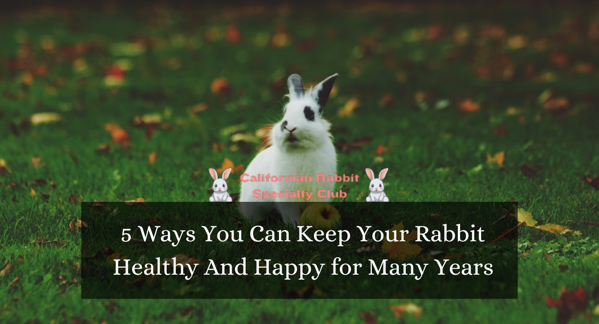 5 Ways You Can Keep Your Rabbit Healthy And Happy for Many Years
