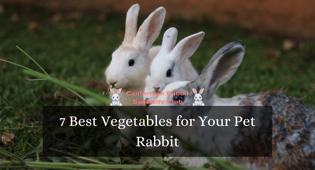 7 Best Vegetables for Your Pet Rabbit