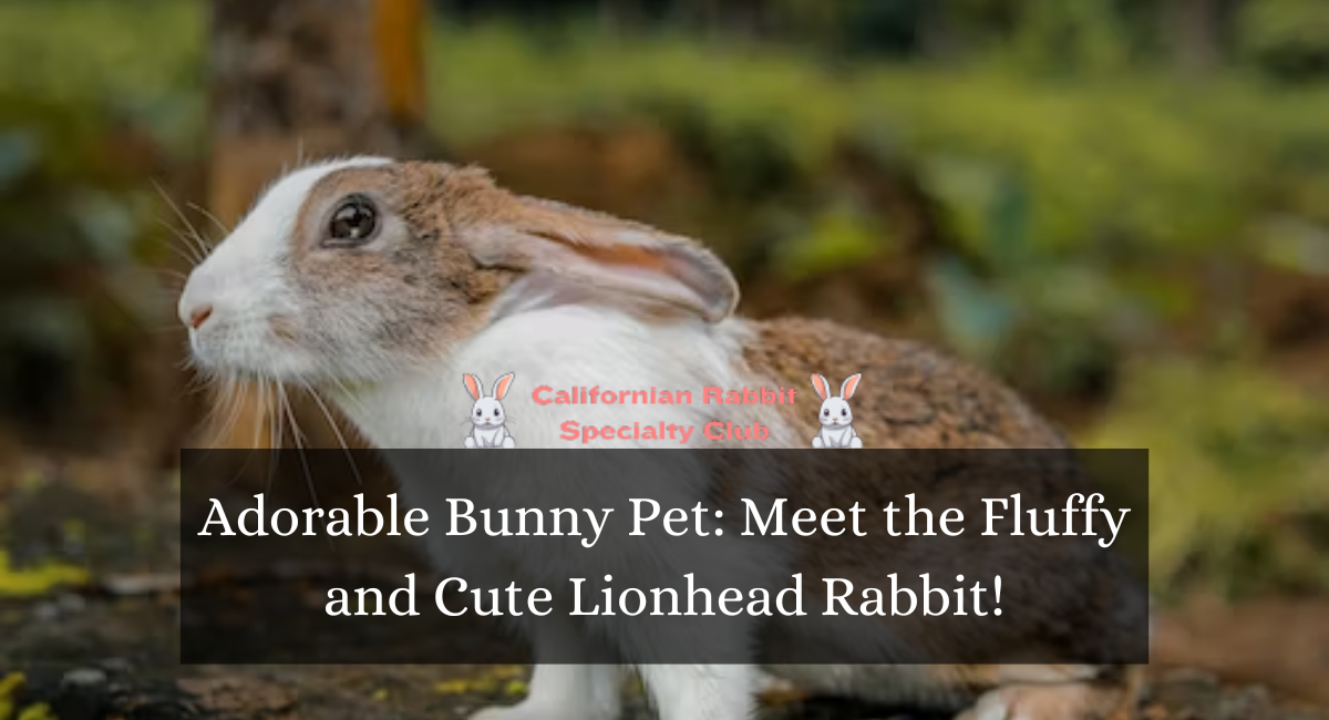 Adorable Bunny Pet Meet the Fluffy and Cute Lionhead Rabbit!