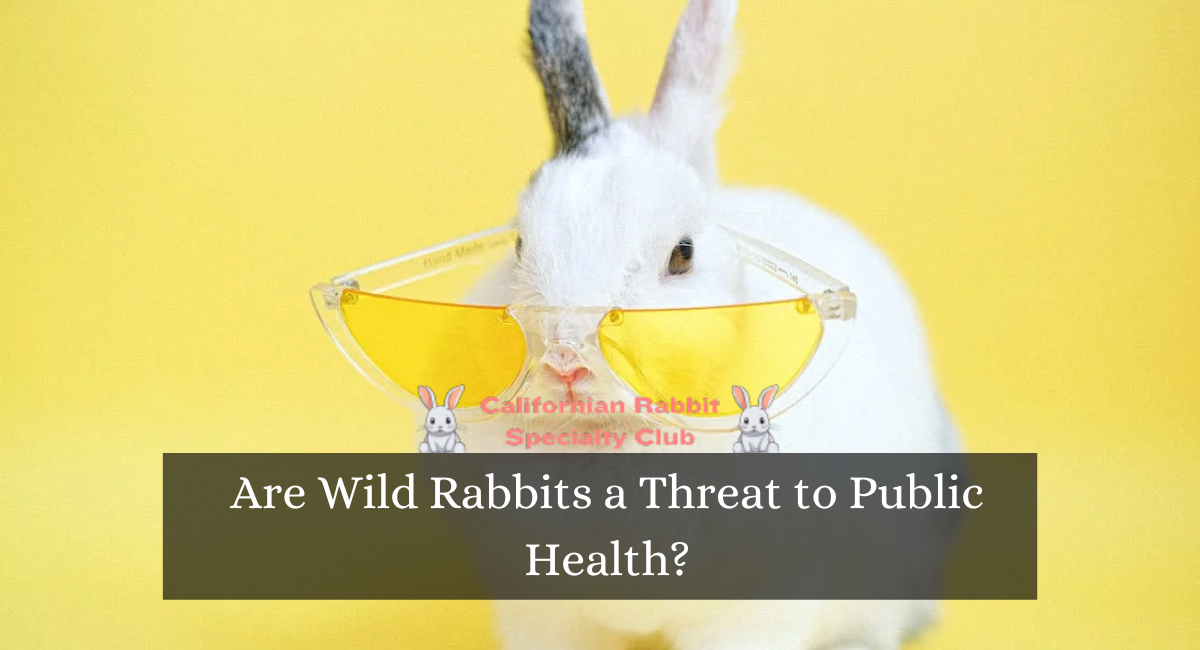 Are Wild Rabbits a Threat to Public Health