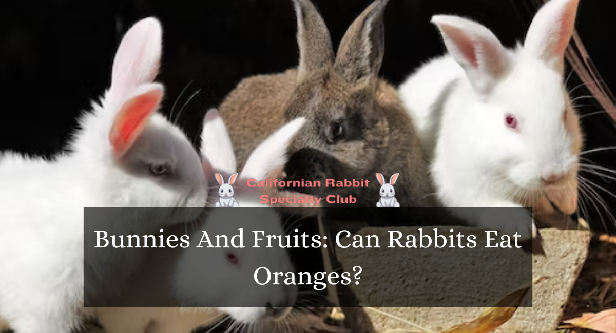 Bunnies And Fruits Can Rabbits Eat Oranges