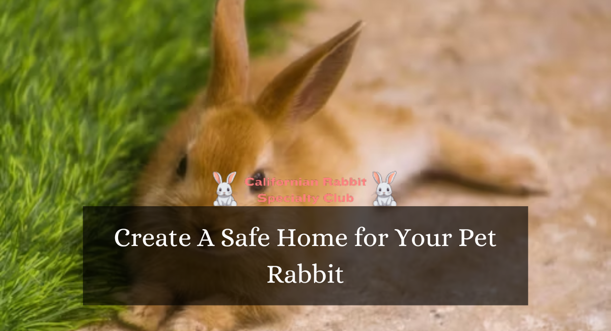 Create A Safe Home for Your Pet Rabbit