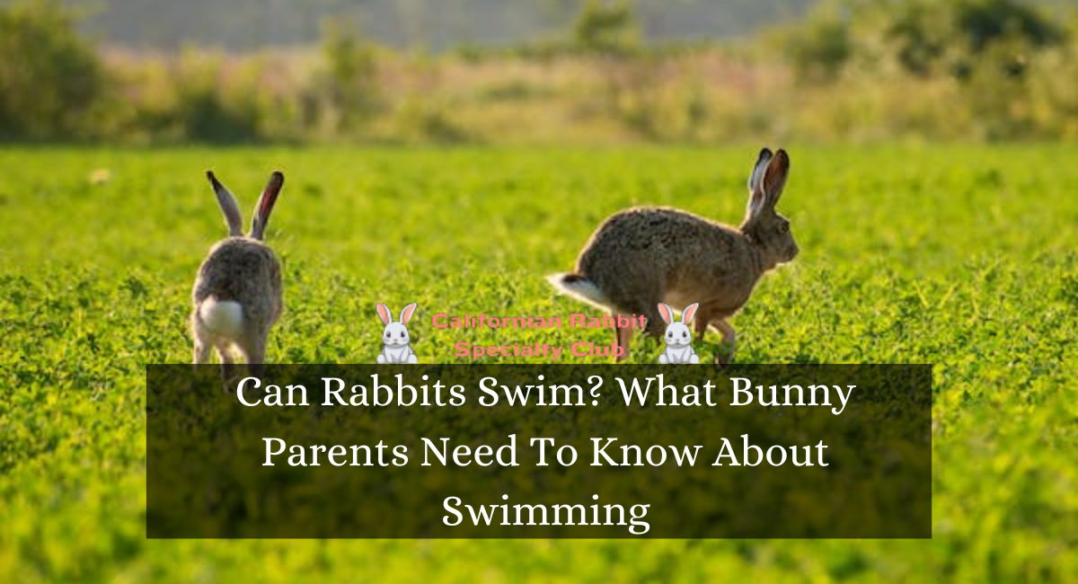 Can Rabbits Swim? What Bunny Parents Need To Know About Swimming