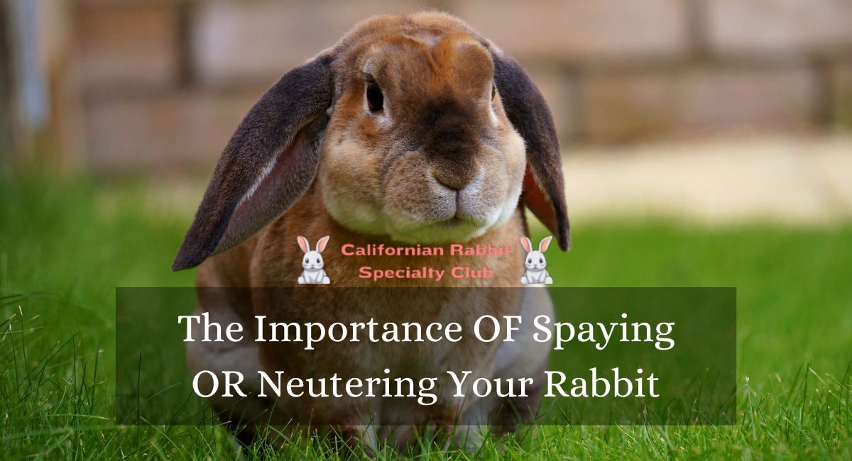 The Importance OF Spaying OR Neutering Your Rabbit.png