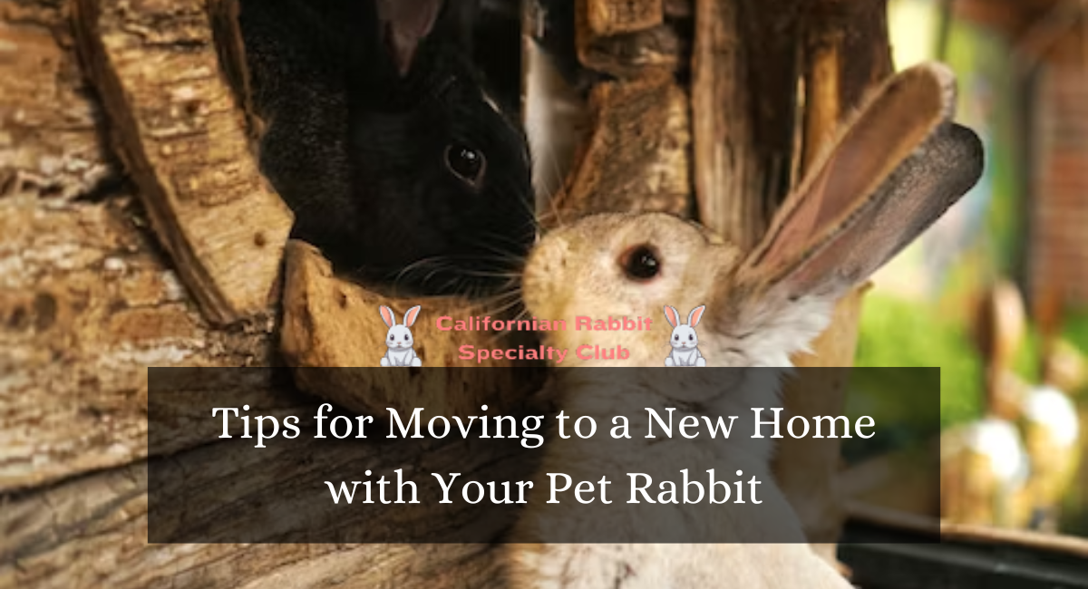 Tips for Moving to a New Home with Your Pet Rabbit