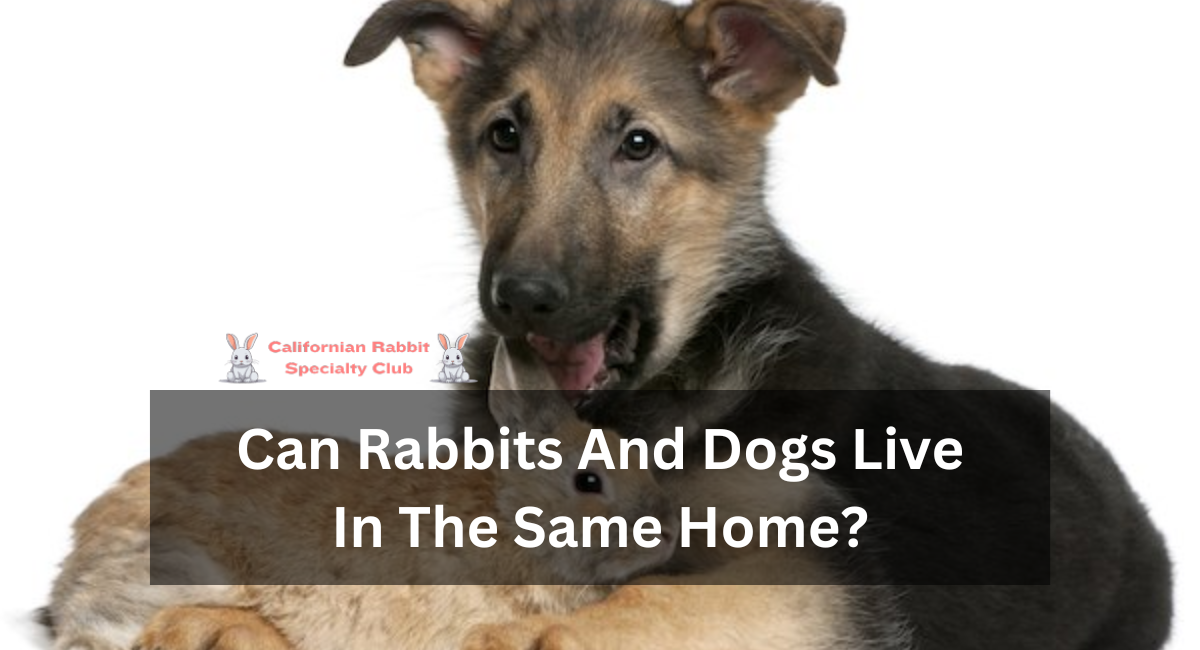 Can Rabbits And Dogs Live In The Same Home?